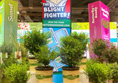 Plant Development Services had a variety of displays. Here is the Better Boxwood display.